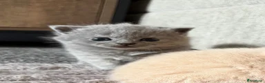British Shorthair 3