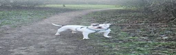 Mixed Breed dogs for sale: Cane corso x American bully puppies - Advert 1