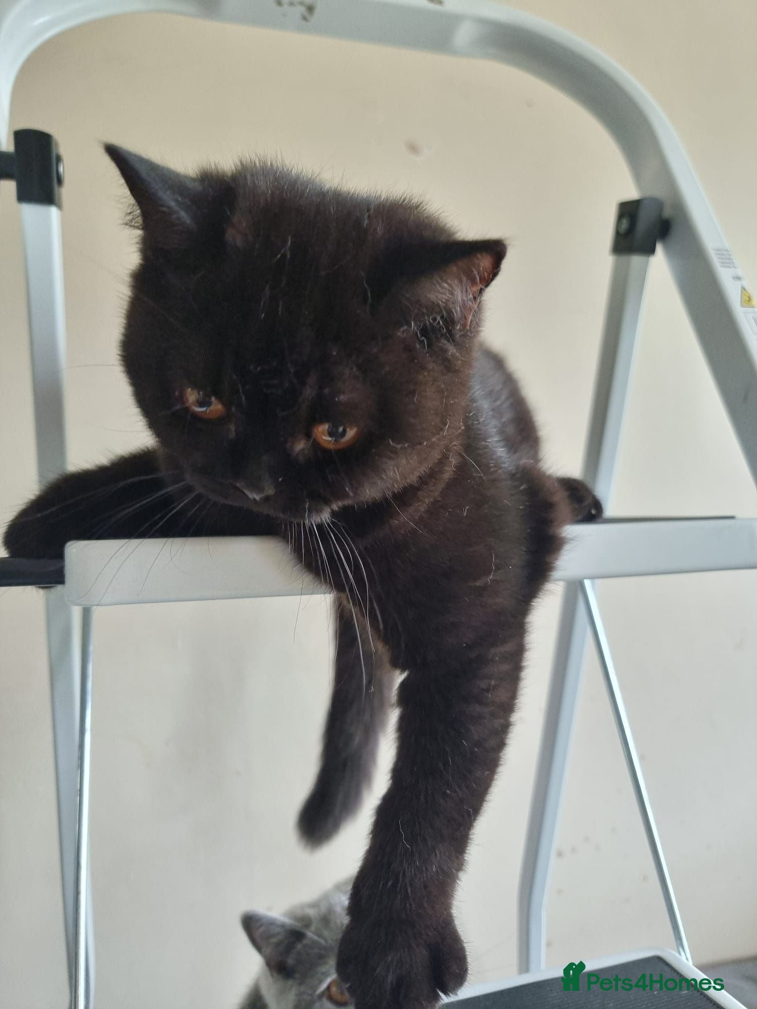 British Shorthair cats 2 LAST Male Kind Friendly Healthy Vaccinated Micro - Advert 2