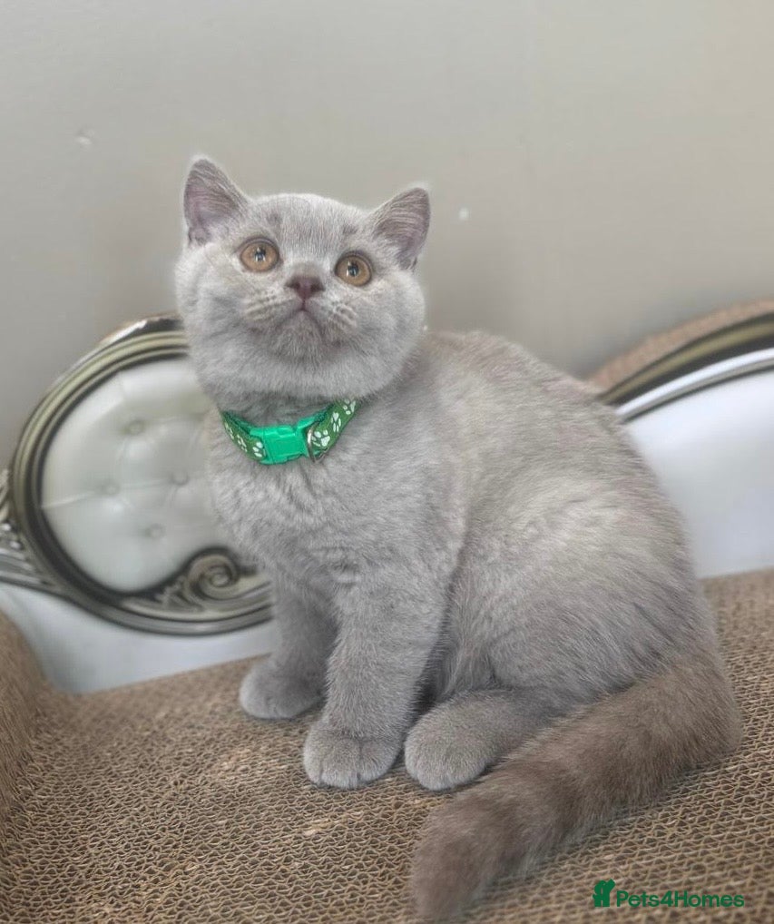 British Shorthair cats Beautiful chunky British shorthair kittens - Advert 12