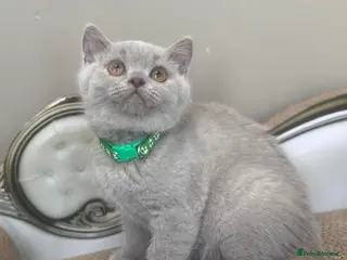 British Shorthair cats Beautiful chunky British shorthair kittens - Advert 12