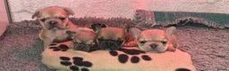 French Bulldog dogs for sale: French Bulldog KC Puppies - Advert 13