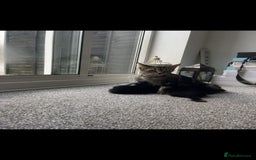 Mixed Breed cats for sale: 2 cats for sale - Image 10