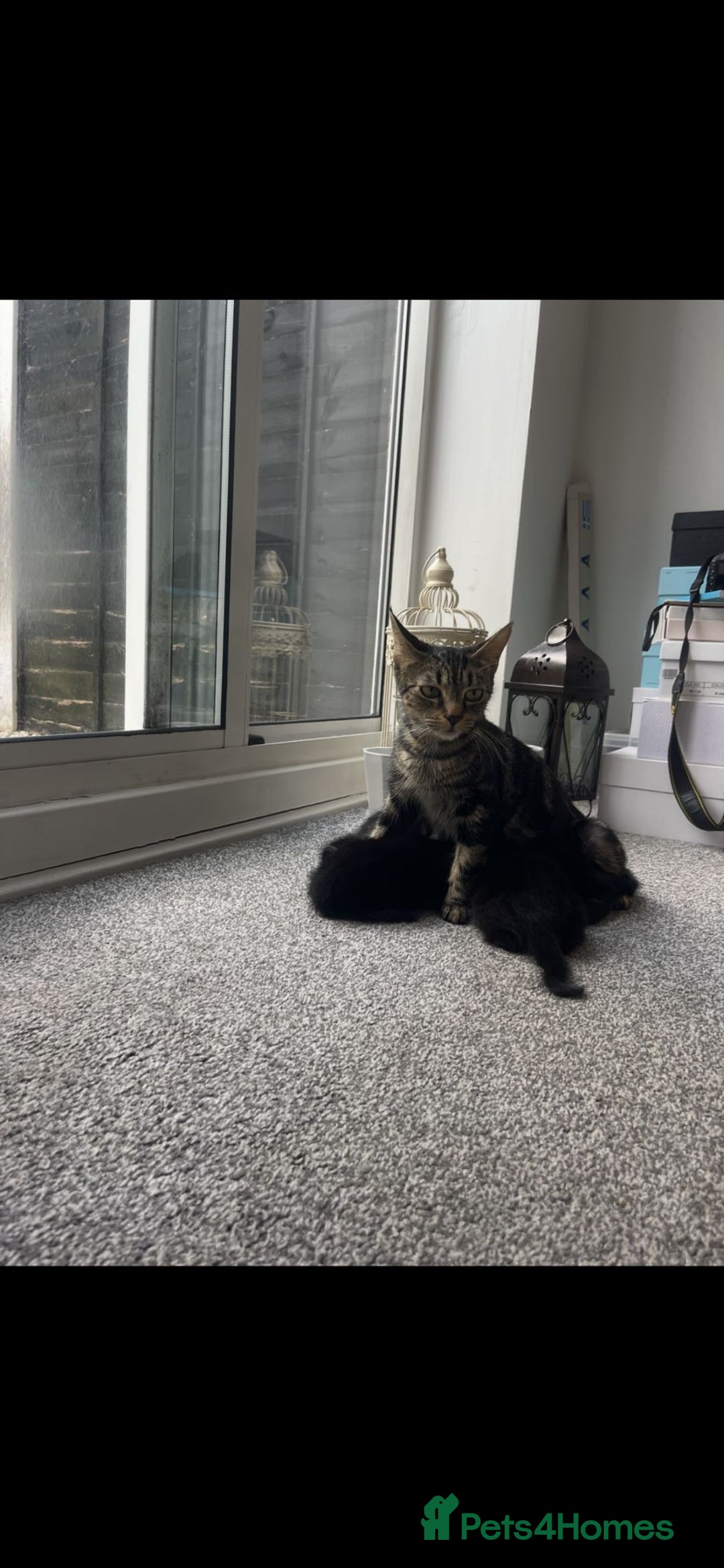 Mixed Breed cats for sale: 2 cats for sale - Image 10