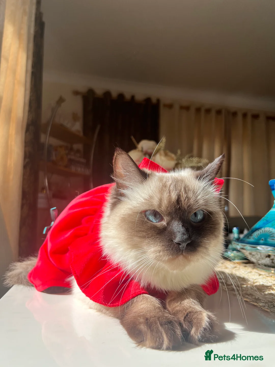 Ragdoll cats for sale: Premium Ragdoll tiya - Advert 2