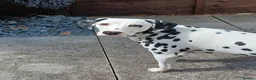 Dalmatian dogs for sale: Nila a lovely Dalmatian needs a good home in Worcester - Advert 3