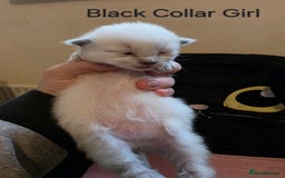 Ragdoll cats for sale: Chunky Ragdoll Kittens - Image 5