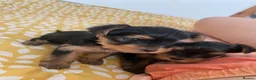 Yorkshire Terrier dogs for sale: X4 Stunning Minature Yorkshire terrier puppies  - Advert 30