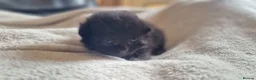 Domestic Shorthair cats for sale: Adorable Kittens For Sale - Advert 16