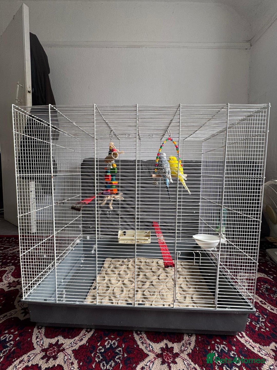 Budgerigars birds for sale: Yellow and Blue Budgerigars  - Image 4