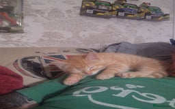 Maine Coon cats for sale: MAINE COON MIX - Image 2