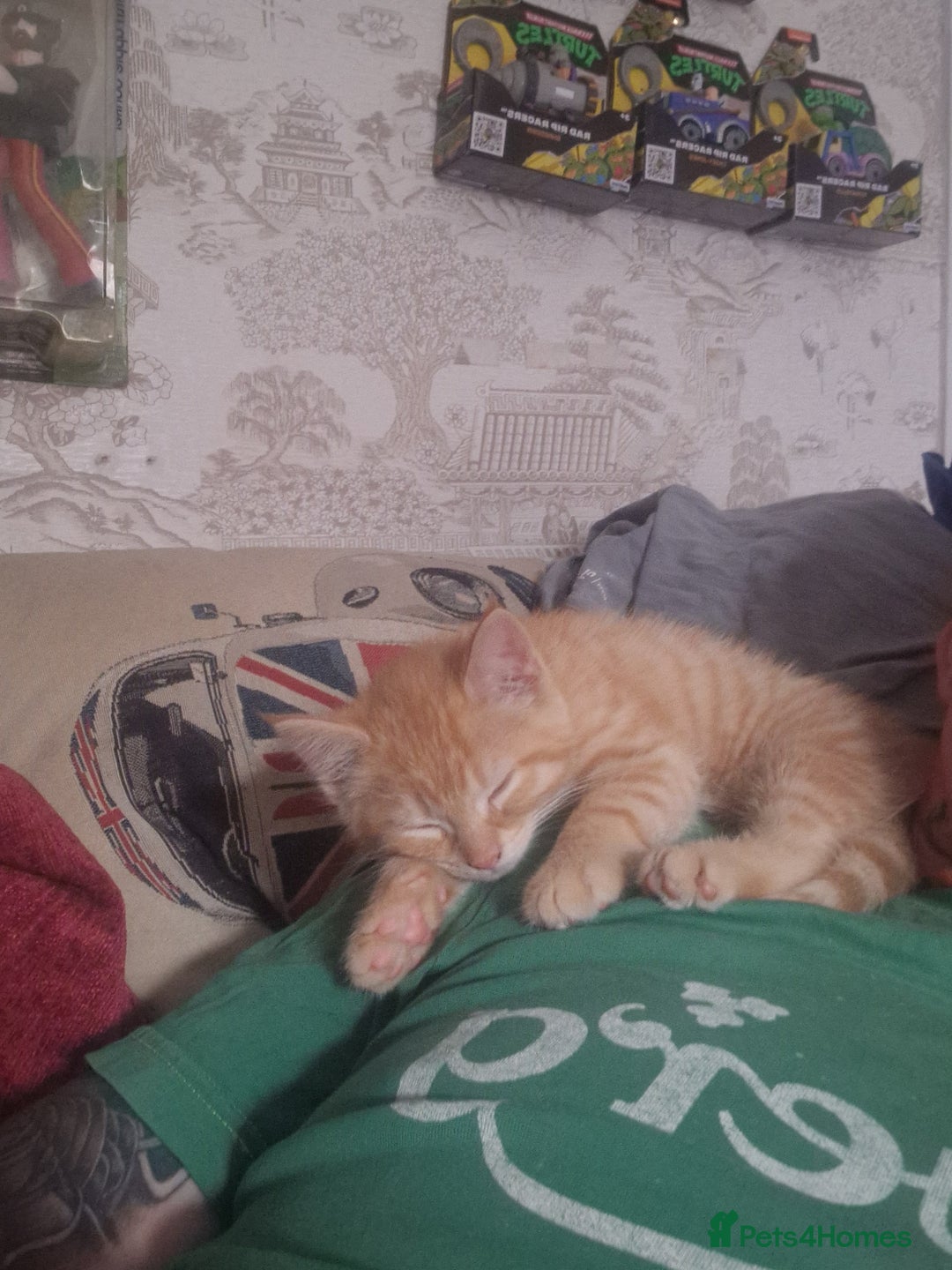 Maine Coon cats for sale: MAINE COON MIX - Image 2