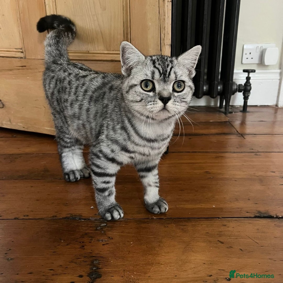 British Shorthair cats for sale: GCCF reg 6 month old BSH boy - Image 4