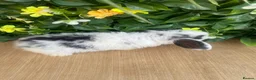 Mini Lop rabbits for sale: Mini lops Est since 2014  - Advert 5