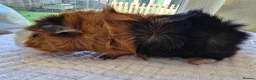 Guinea Pig rodents for sale: Abyssinian & Teddy Guinea Pigs - Advert 12