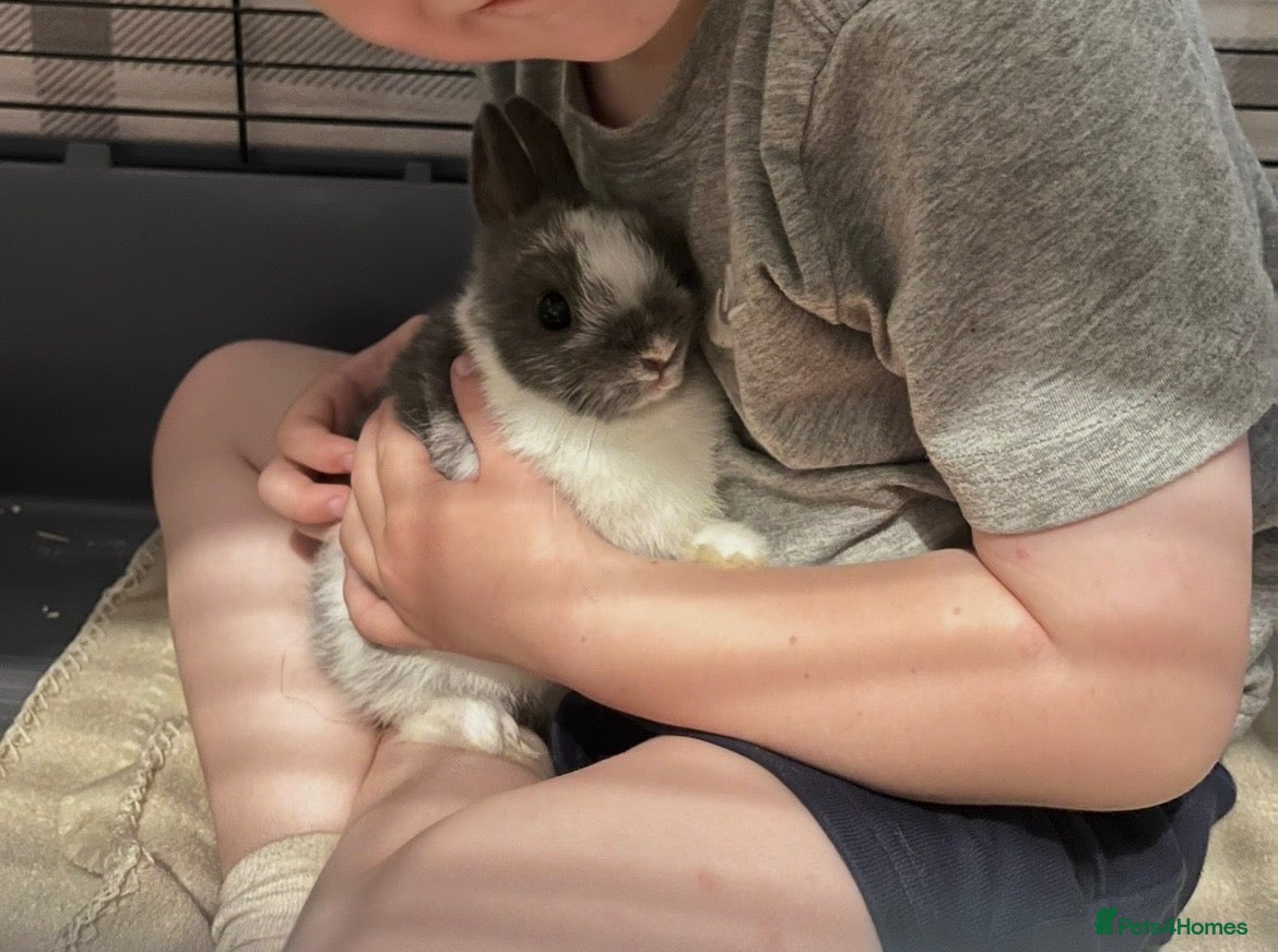 Netherland Dwarf rabbits Netherland Dwarth Rabbit  - Advert 3