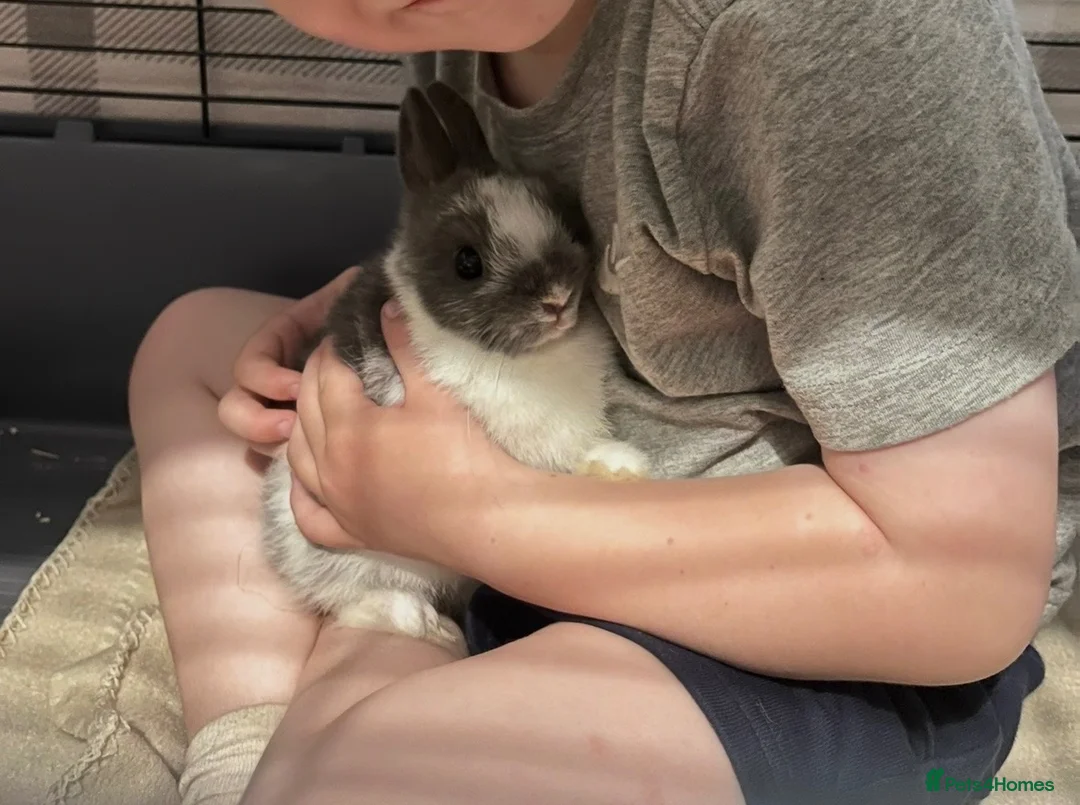 Netherland Dwarf rabbits for sale: Netherland Dwarth Rabbit  - Advert 1