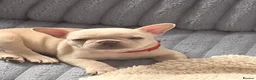 French Bulldog dogs for sale: Beautiful KC Registered French Bulldog Puppies 🐾 - Advert 35