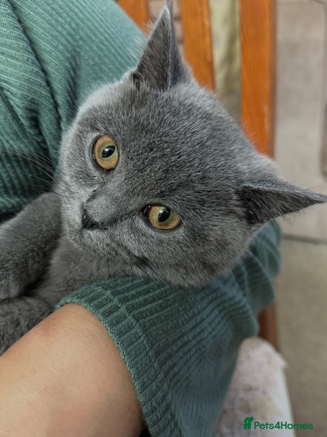 British Shorthair cats for sale: British shorthair  - Image 7