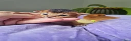 Abyssinian cats for sale: One beautiful Abyssinian boy - Advert 13