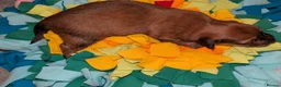 Mixed Breed dogs for sale: Unique Litter Miniature Dachshund & "Dameranian" - Advert 12
