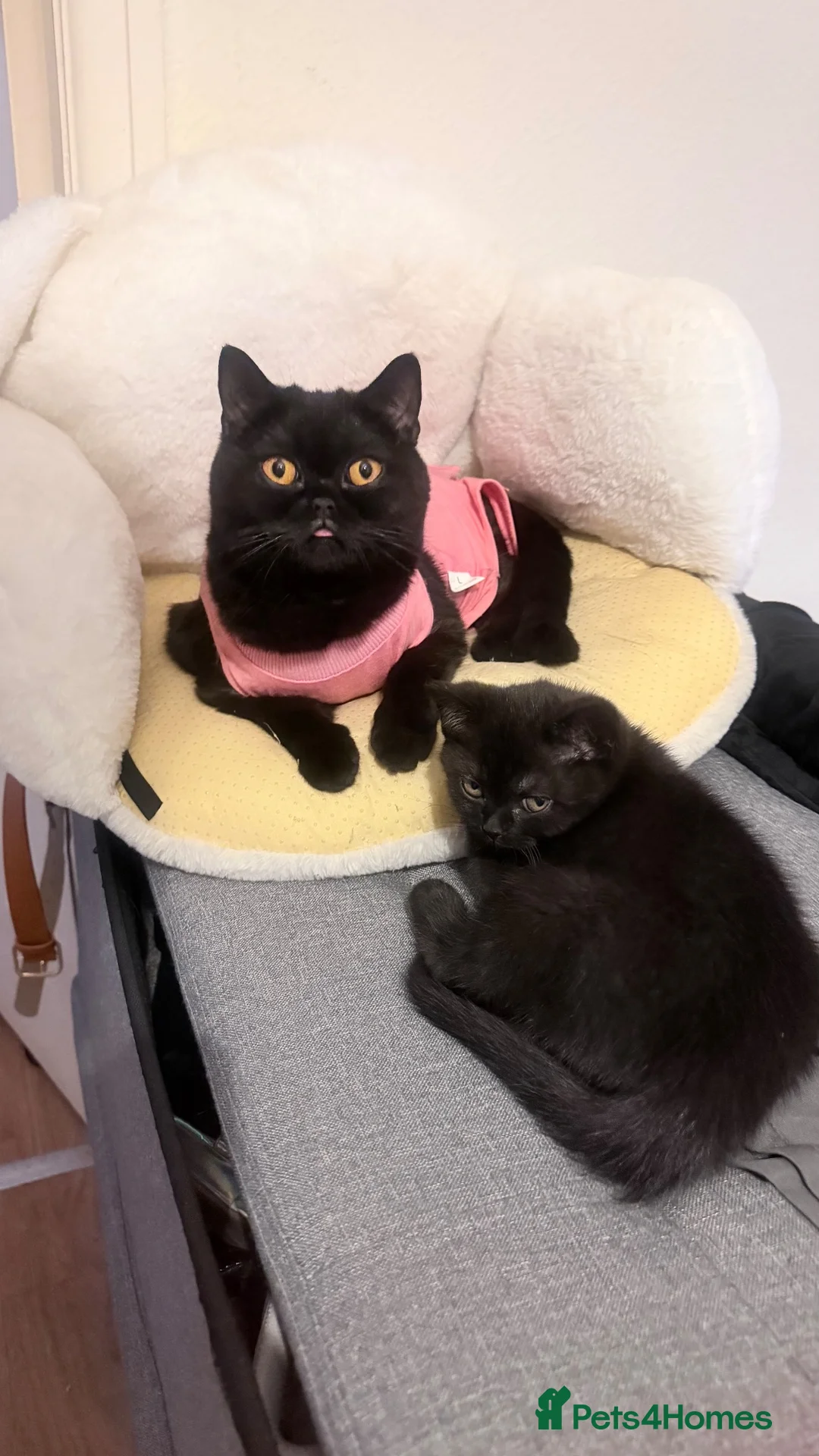British Shorthair cats for sale: Beautiful black british short hair kittens - Advert 1
