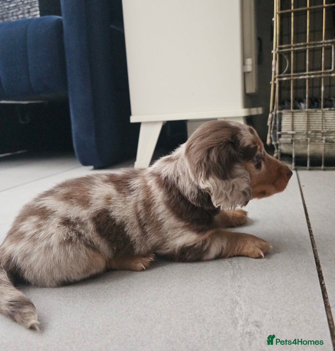 Dachshund dogs for sale: Miniature long hair dachsund puppy - Image 7