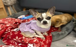 Chihuahua dogs for sale: Daisy - Advert 1