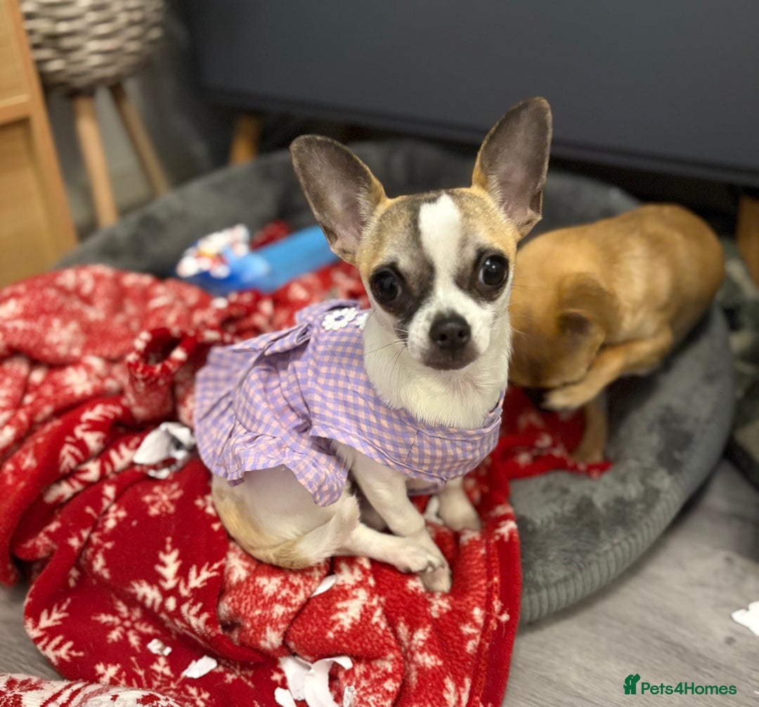Chihuahua dogs for sale: Daisy - Advert 1