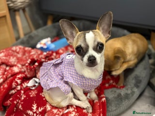 Chihuahua dogs for sale: Daisy - Advert 1