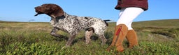 German Shorthaired Pointer dogs for stud: Excellent example Gsp kc and health tested. STUD in Lancaster - Advert 25