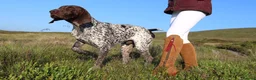 German Shorthaired Pointer dogs for stud: Excellent example Gsp kc and health tested. STUD in Lancaster - Advert 25