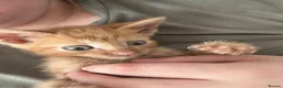 Mixed Breed cats for sale: Mixed breed shorthair kittens  - Advert 3
