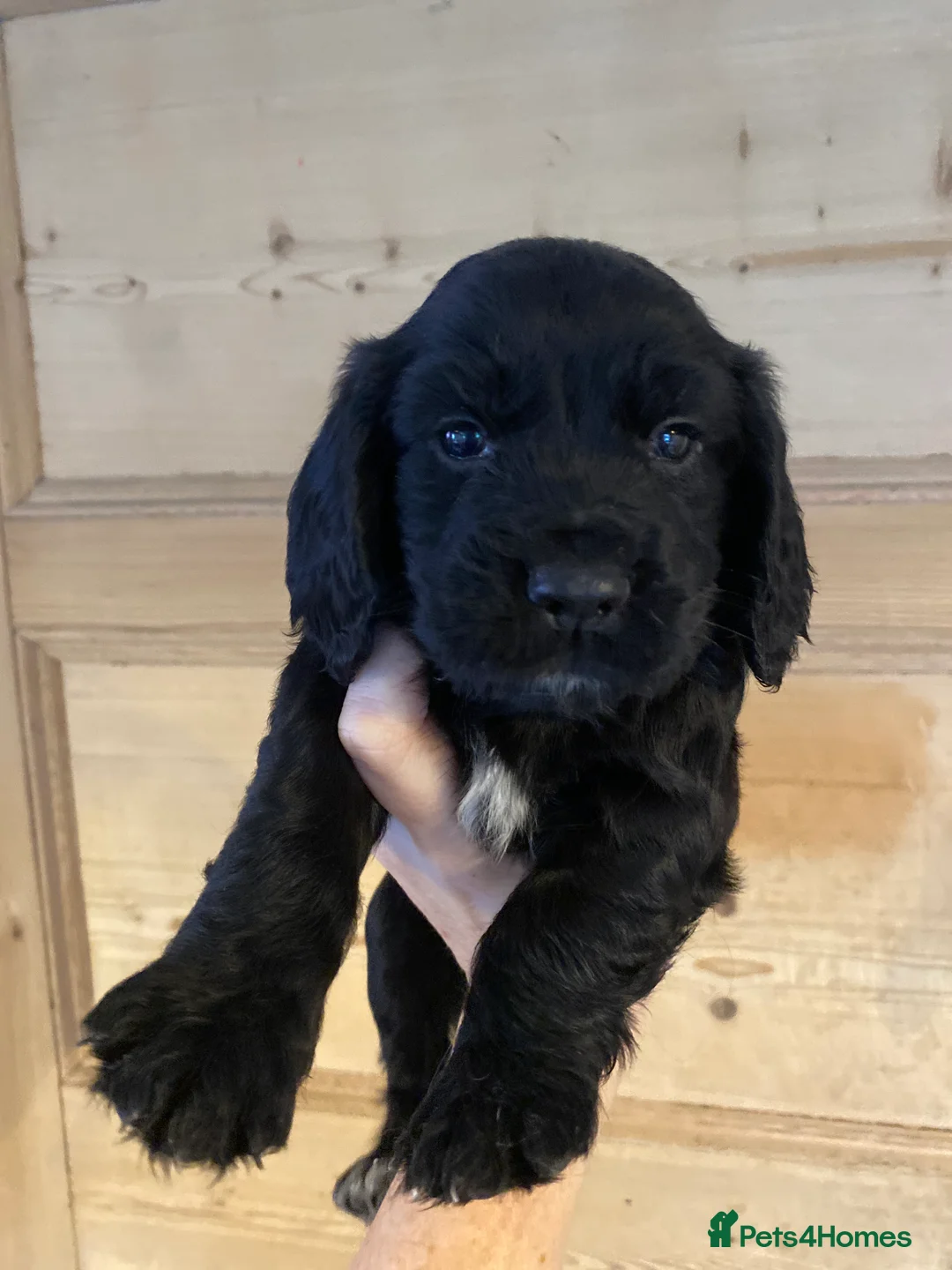 Cocker Spaniel dogs for sale: KC REGISTERED WORKING COCKER SPANIEL PUPPIES  - Advert 4