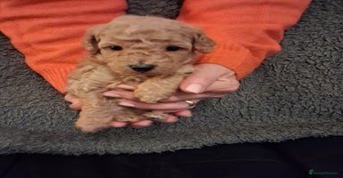 Cockapoo dogs - Advert 16