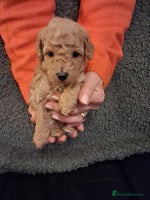 Cockapoo dogs - Advert 16