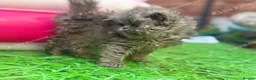 Persian cats for sale: Adorable Persian kittens  - Advert 2