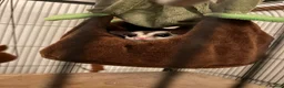 Sugar Glider rodents for sale: X2 female sugar gliders and cages for sale in Faringdon - Advert 9