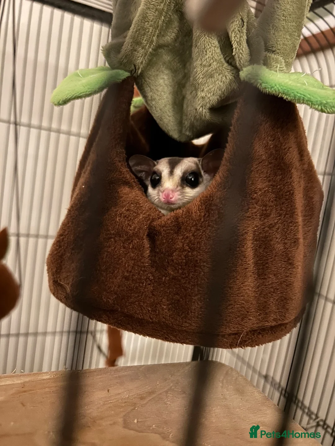 Sugar Glider rodents for sale: X2 female sugar gliders and cages for sale in Faringdon - Advert 9