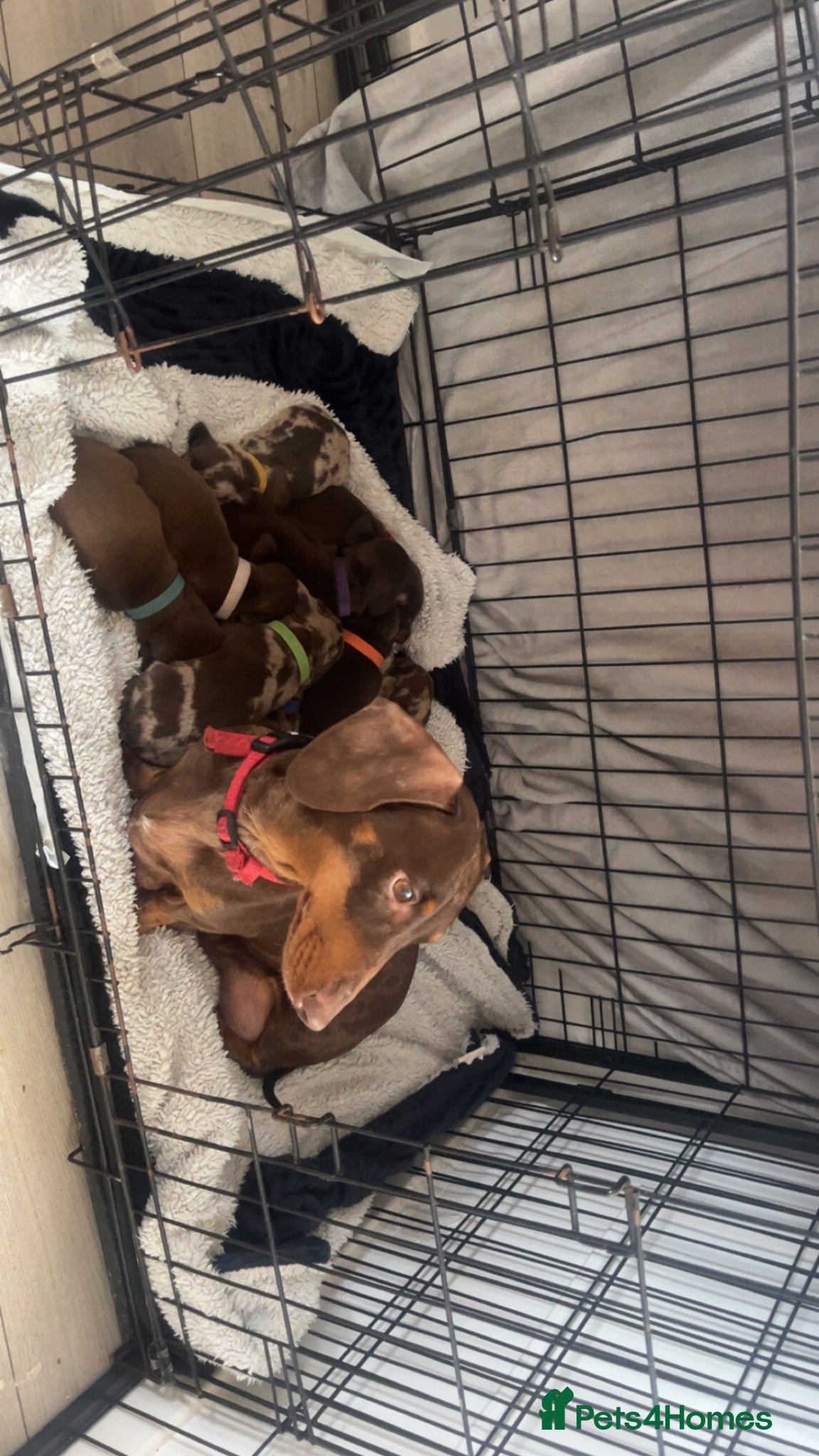 Miniature Dachshund dogs Miniture dachshund  - Advert 3