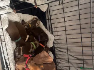 Miniature Dachshund dogs Miniture dachshund - Advert 3