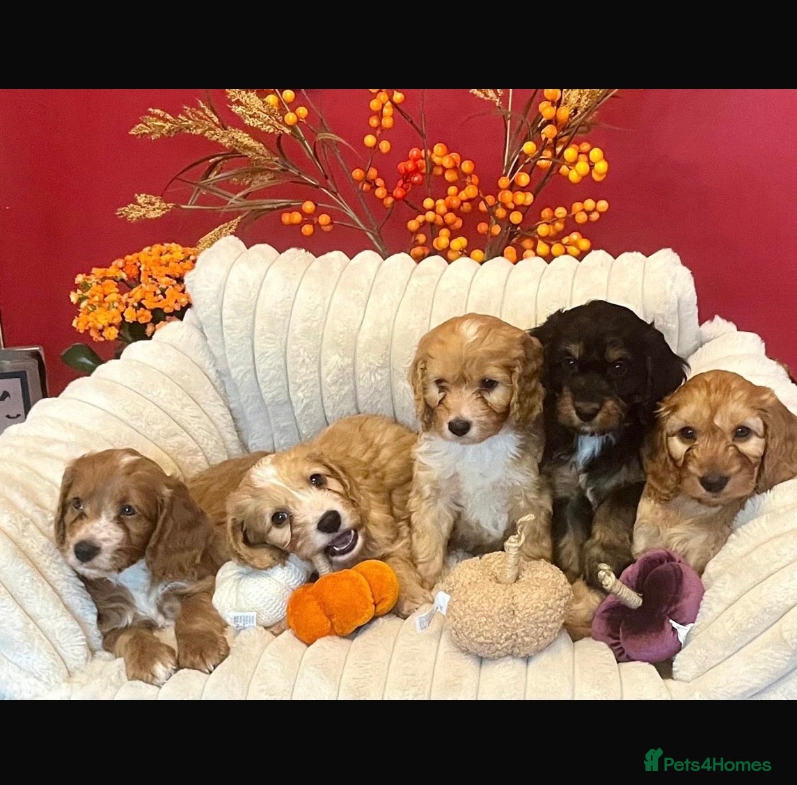 Cockapoo dogs for sale: Beautiful Cockapoo Puppies  - Advert 1