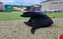 Labrador Retriever dogs for sale: Black and chocolate labrador puppies - Image 13