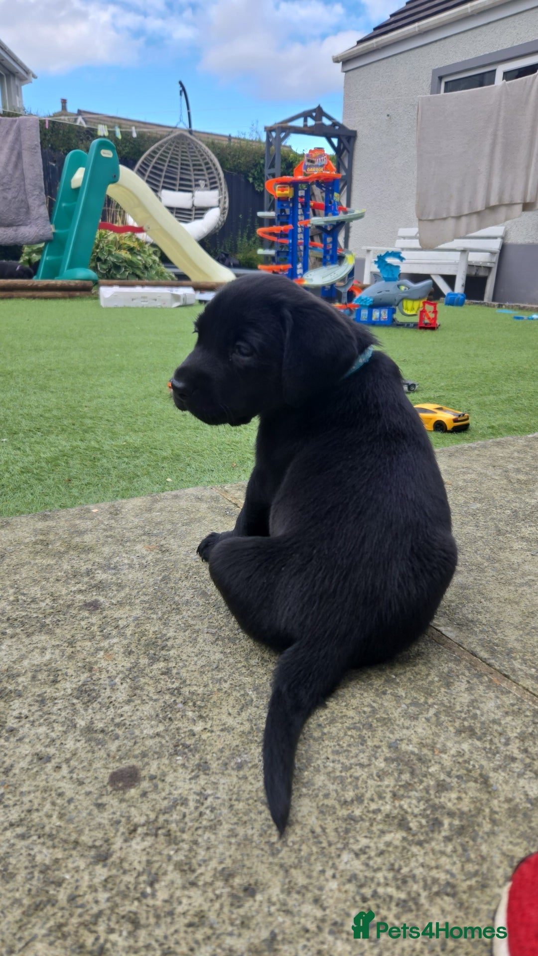 Labrador Retriever dogs for sale: Black and chocolate labrador puppies - Image 13