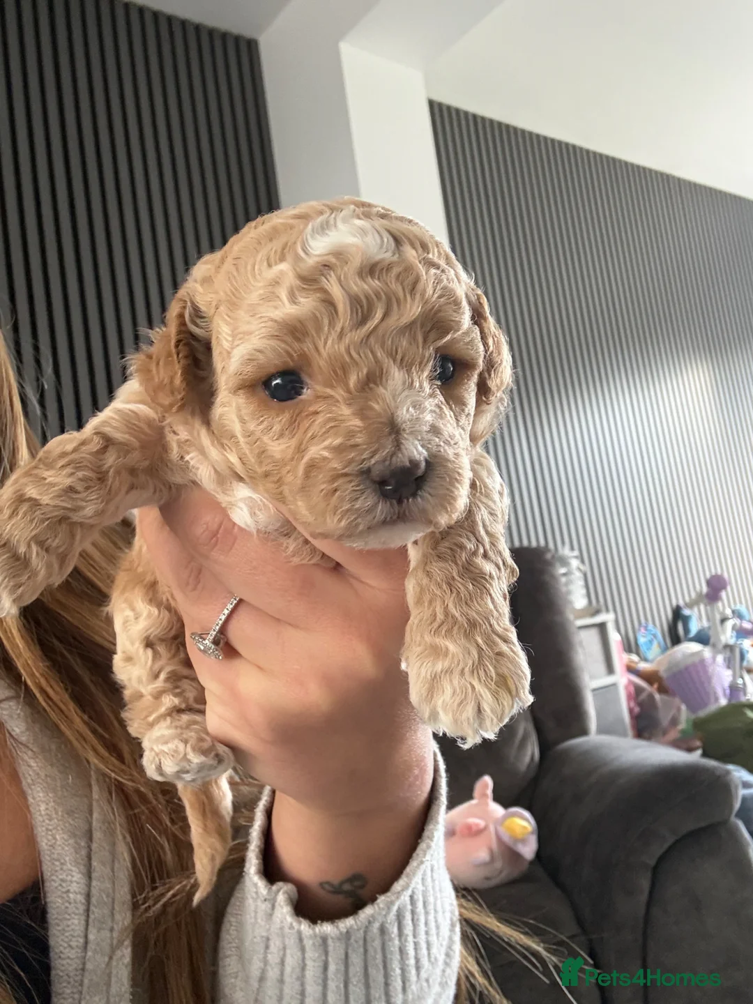 Maltipoo dogs for sale: Maltipoos READY FOR VIEWING x3 female born 10/3/26 - Advert 38