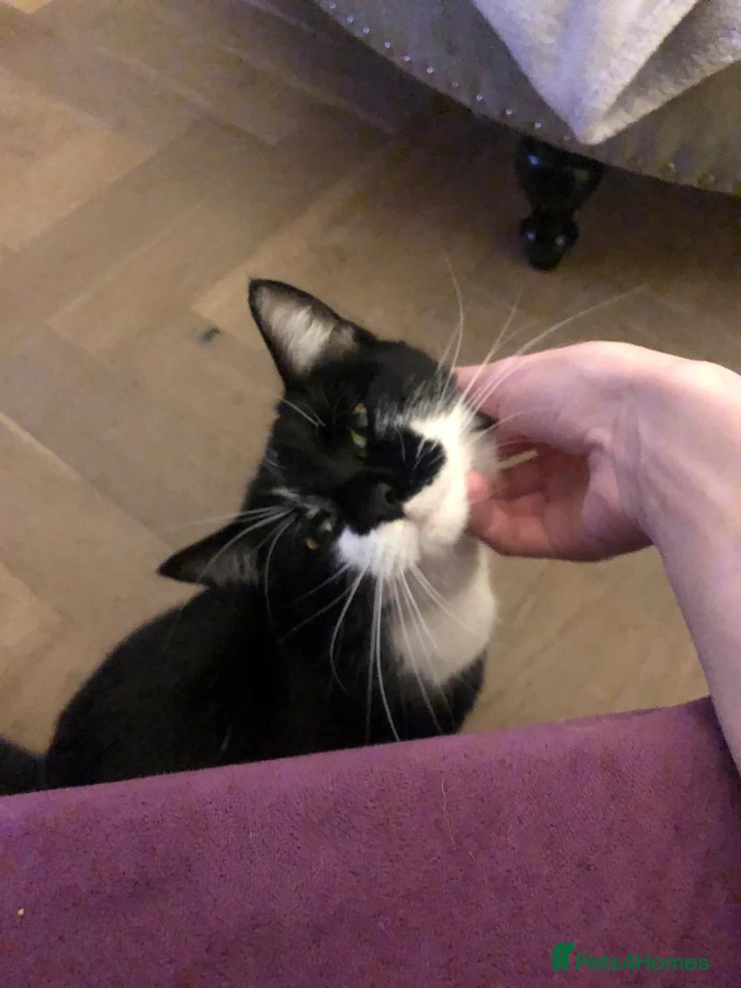 Mixed Breed cats for sale: Luna looking for a home - Advert 3