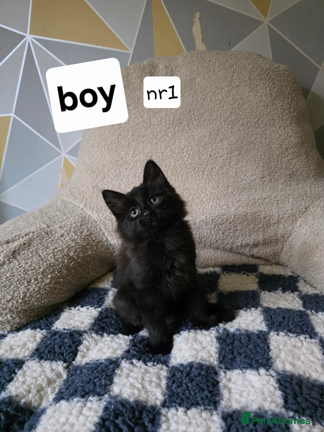 Mixed Breed cats for sale: Kittens for sale! - Advert 3