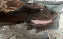 Mixed Breed dogs for sale: DAXIPOO PUPPIES  - Image 9