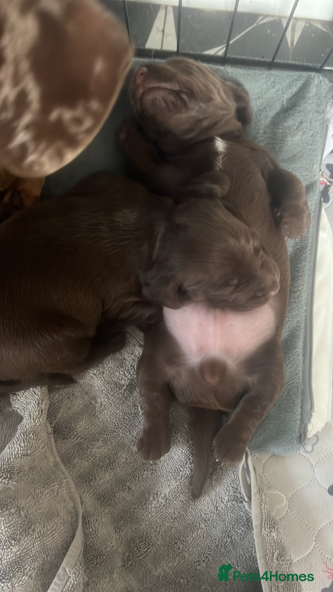 Mixed Breed dogs for sale: DAXIPOO PUPPIES  - Image 9