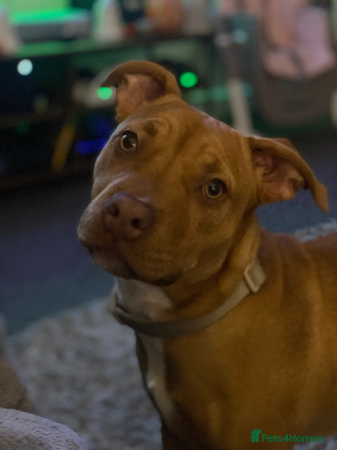 Staffordshire Bull Terrier dogs for sale: Rehoming Our Family Staffy - Advert 7